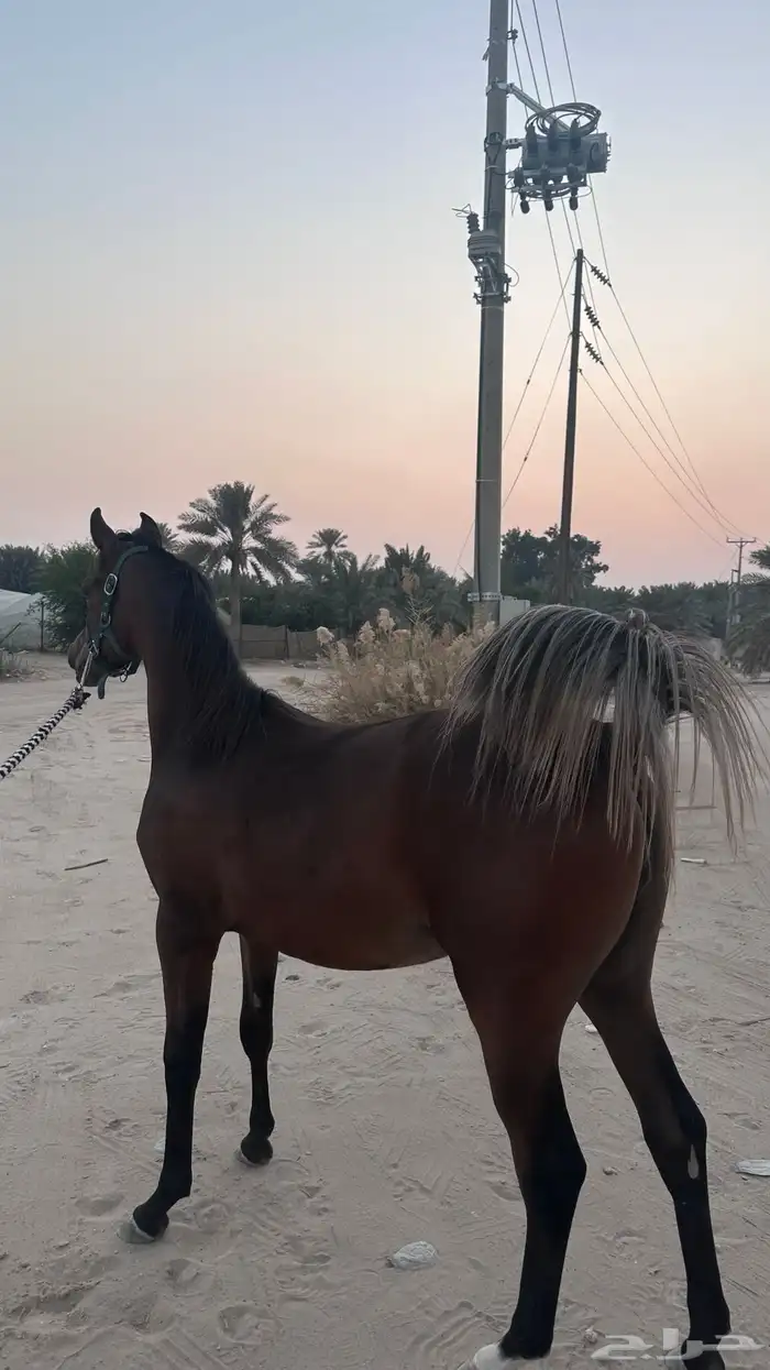 مهره فواخر شعبي 0