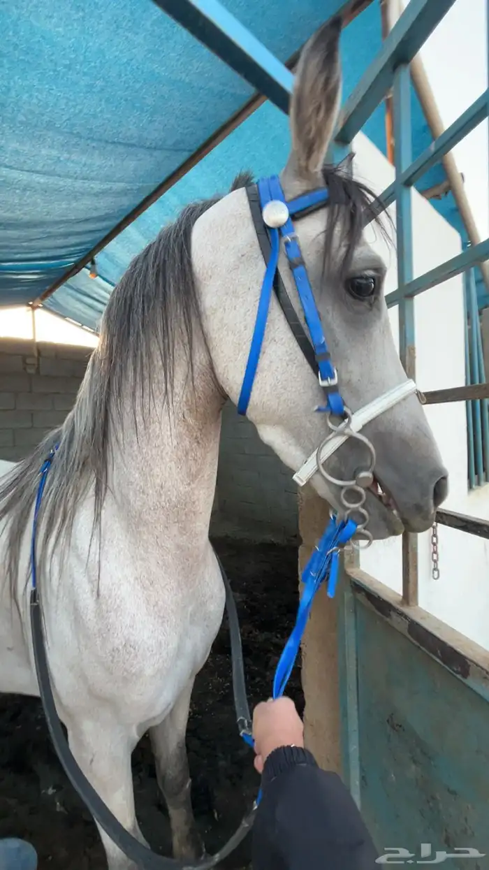 حصان للبيع 4