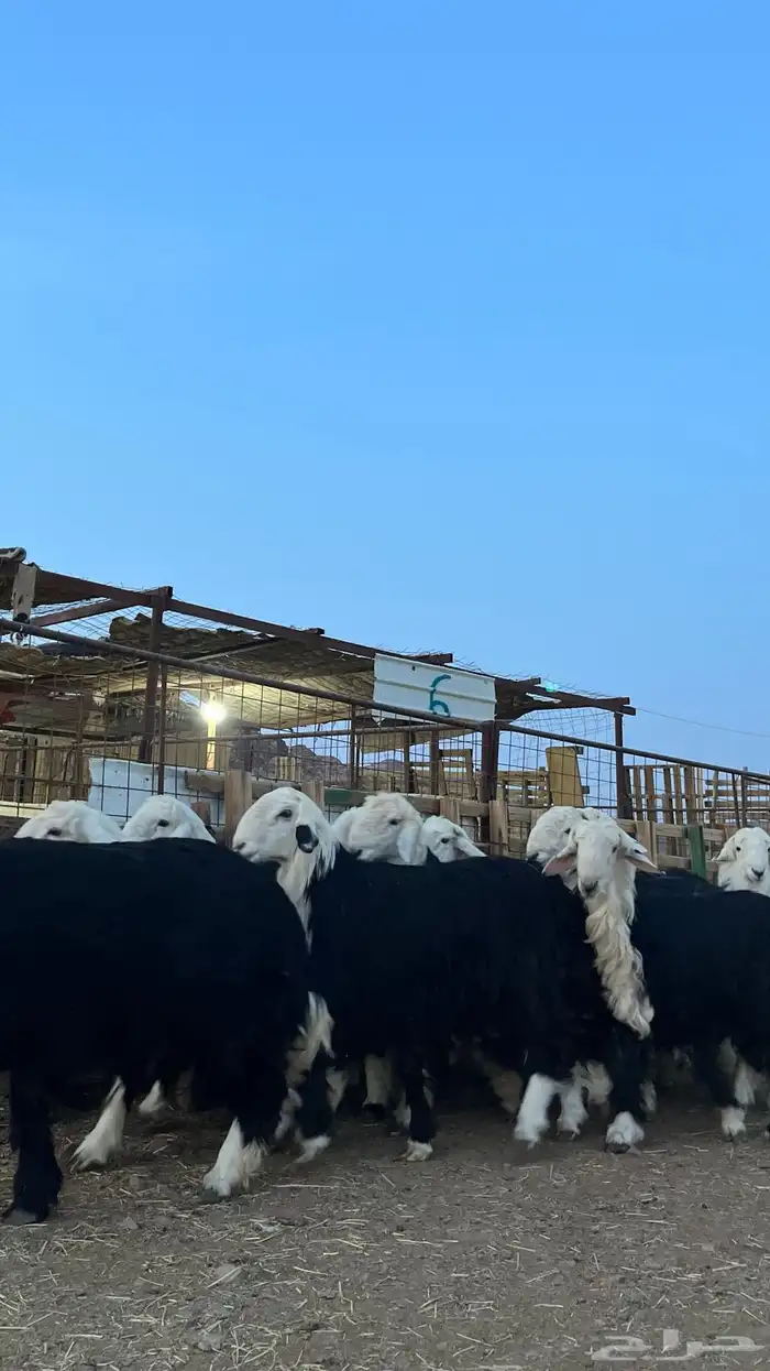 طليان نجدي جبره ناهي شي فاخر 16