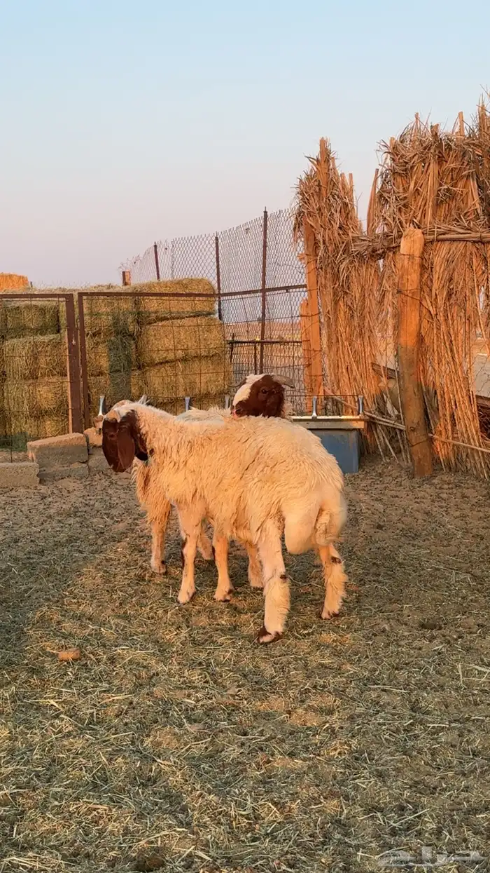 طليان نعيم للبيع 1