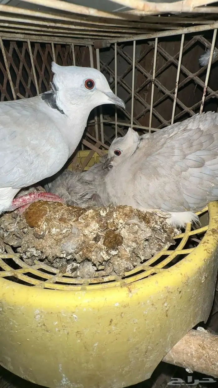 حمام بدي ياكريم للبيع 25