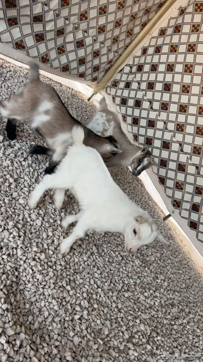 قزمي للبيع 0