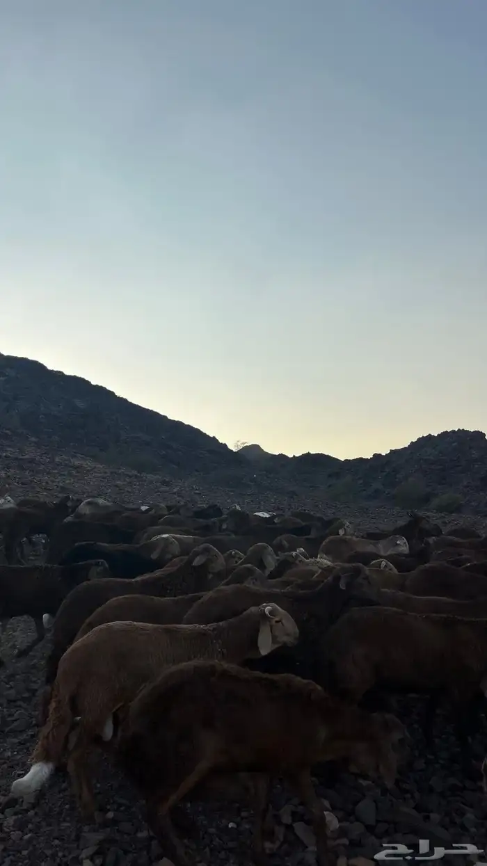 طليان سواكن حمري جادعان مرابى 30