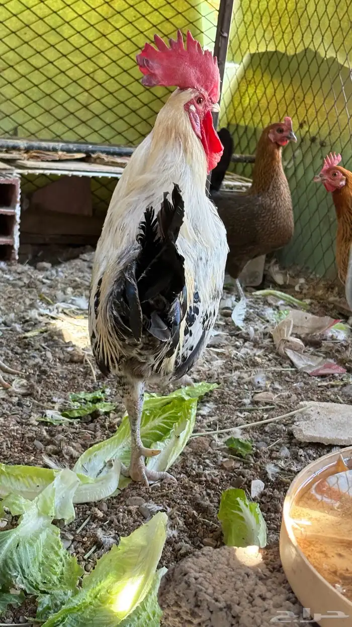 ديك فيومي العمر سنه وشويه تقريبا  الصحه شرط 2