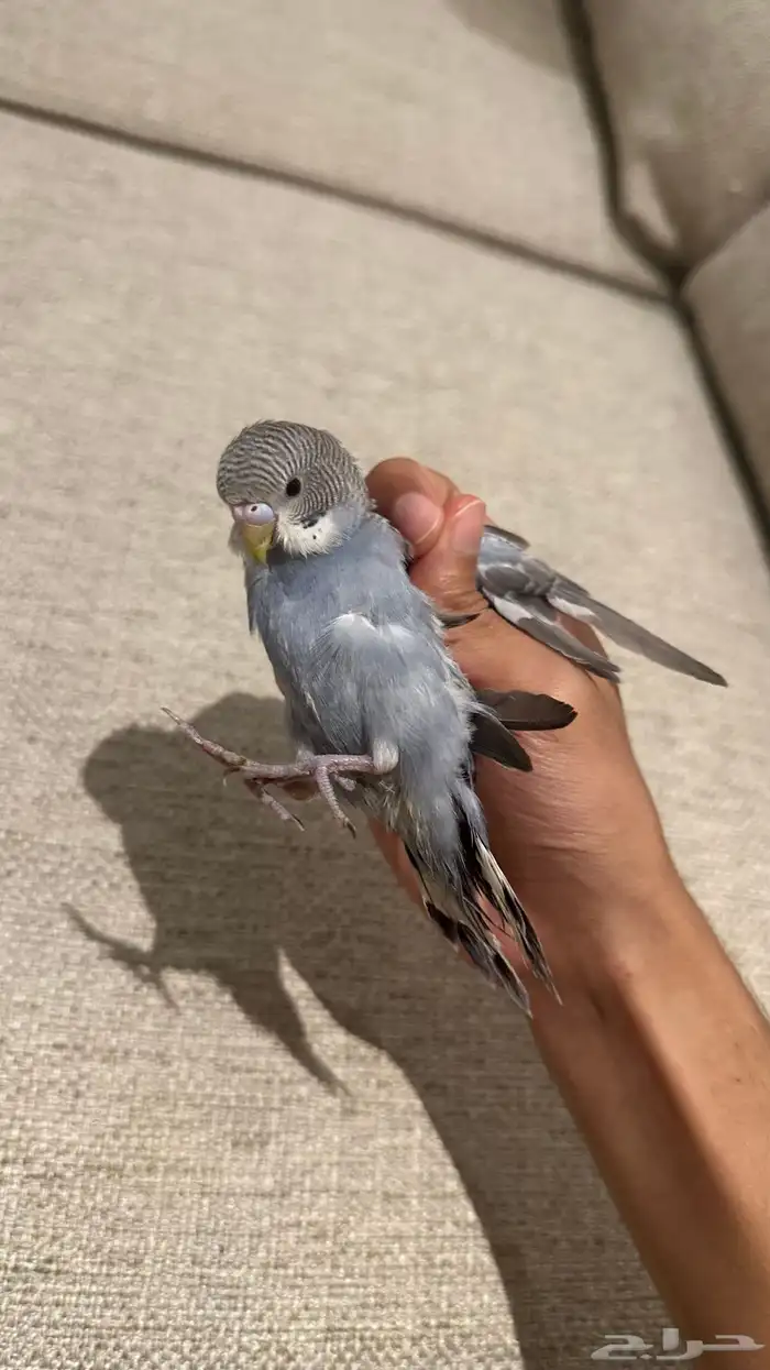 فراخ بادجي بسعر مغري 3