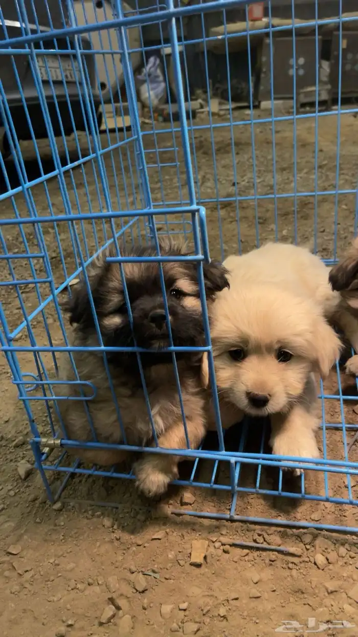 ككلاب شيواوا العمر شهرين 2