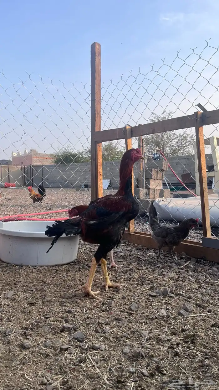 دجاج باكستاني 1