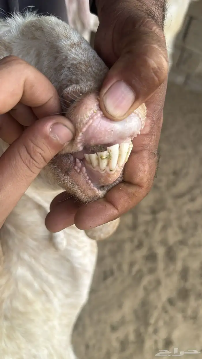 عنز تحتها اثنين 6