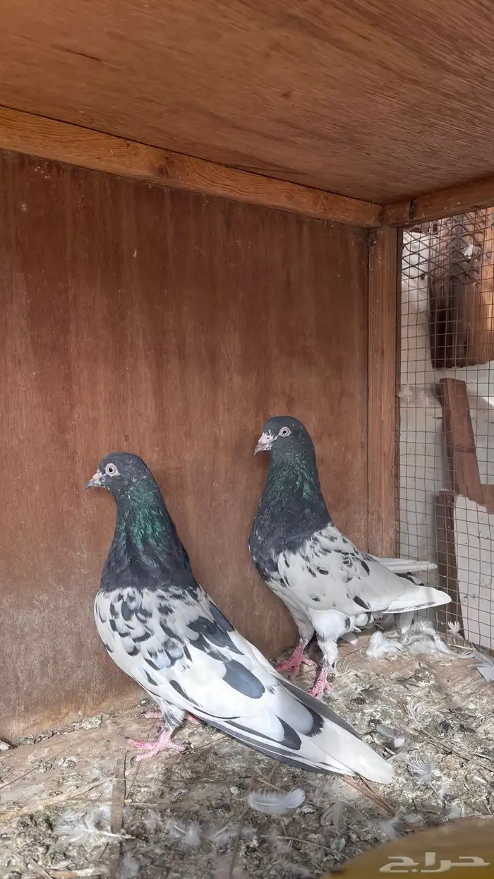 حمام باكستاني 3