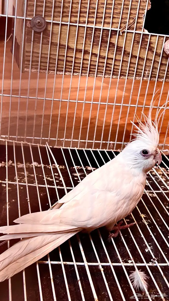 ثلاث ذكور كروان منتجين على الشرط (البينو عيون حمر)احجام سوبر 0