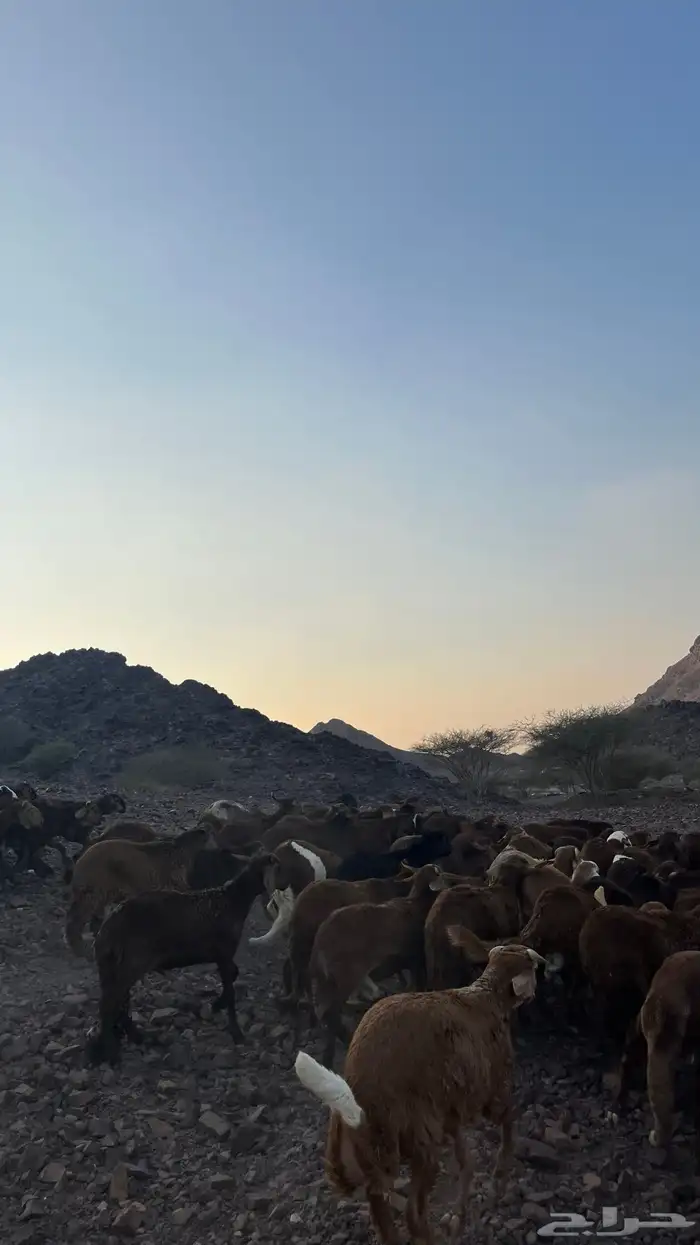 طليان سواكن حمري جادعان مرابى 24