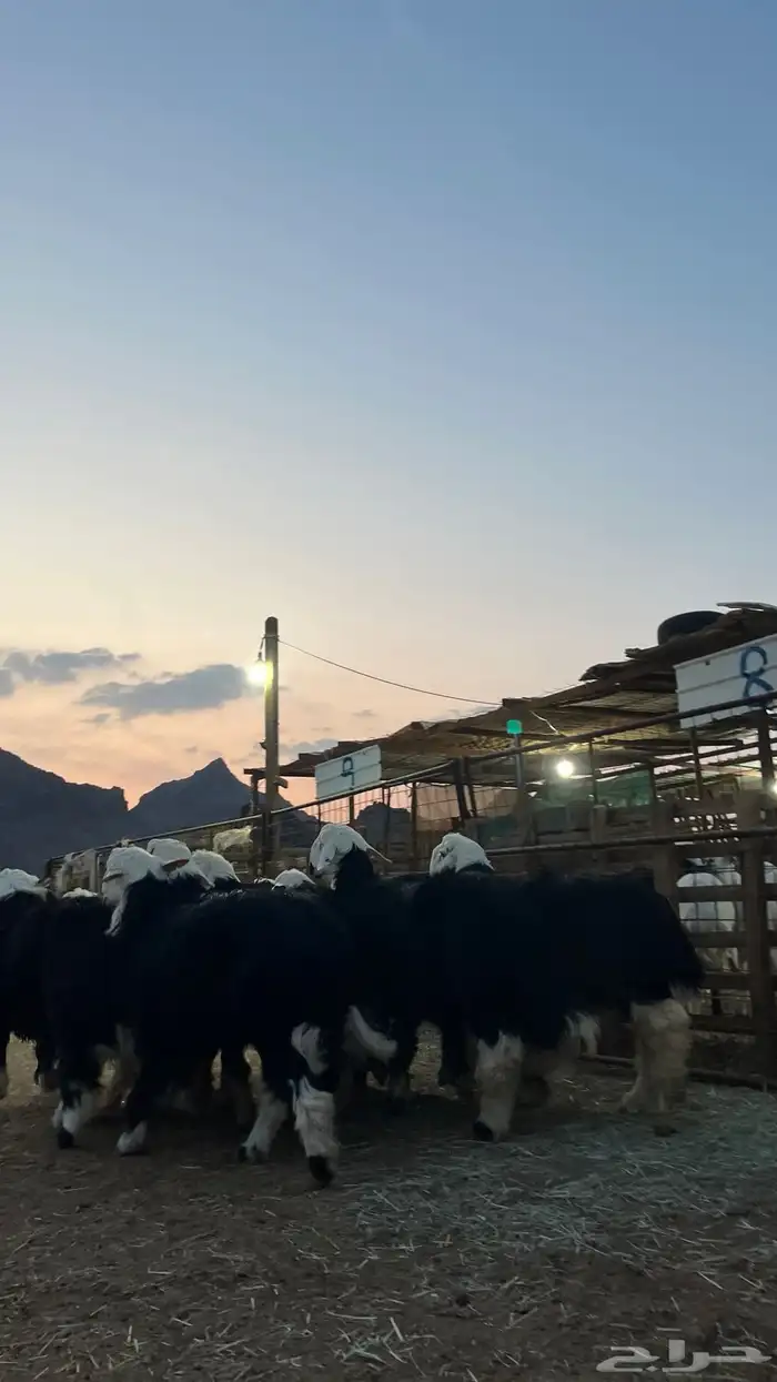 طليان نجدي جبره ناهي شي فاخر 8