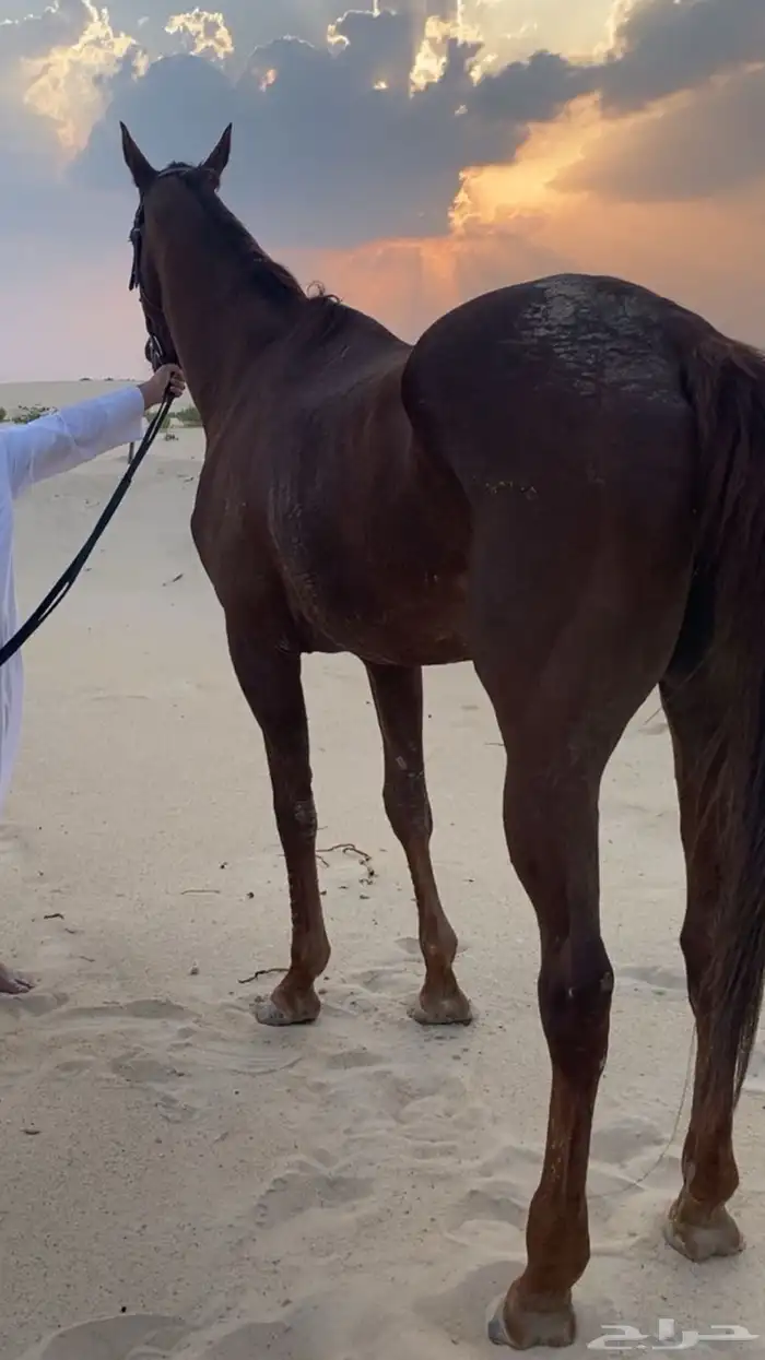 للبيع عرض فاخررر فرس انقليزيه 0