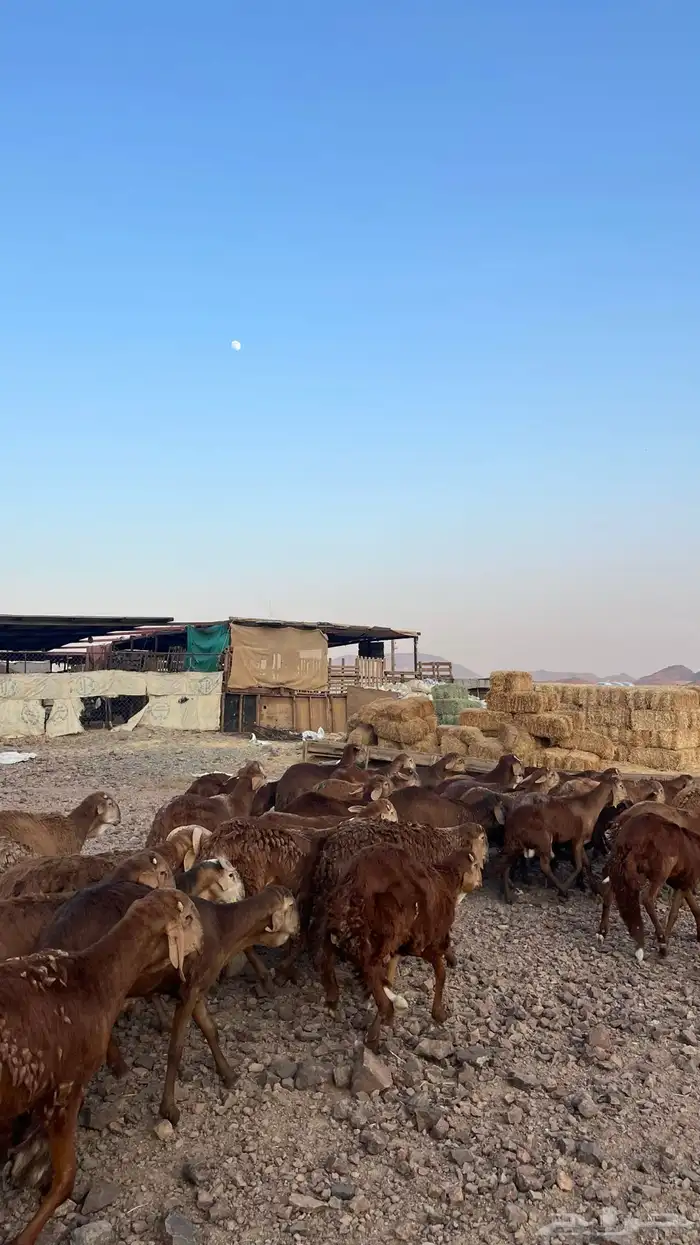 طليان سواكن حمري جادعان مرابى 4