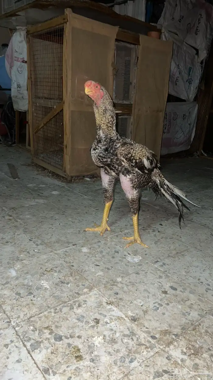 جوز اذناب الهند فاخر ماشاءالله 1