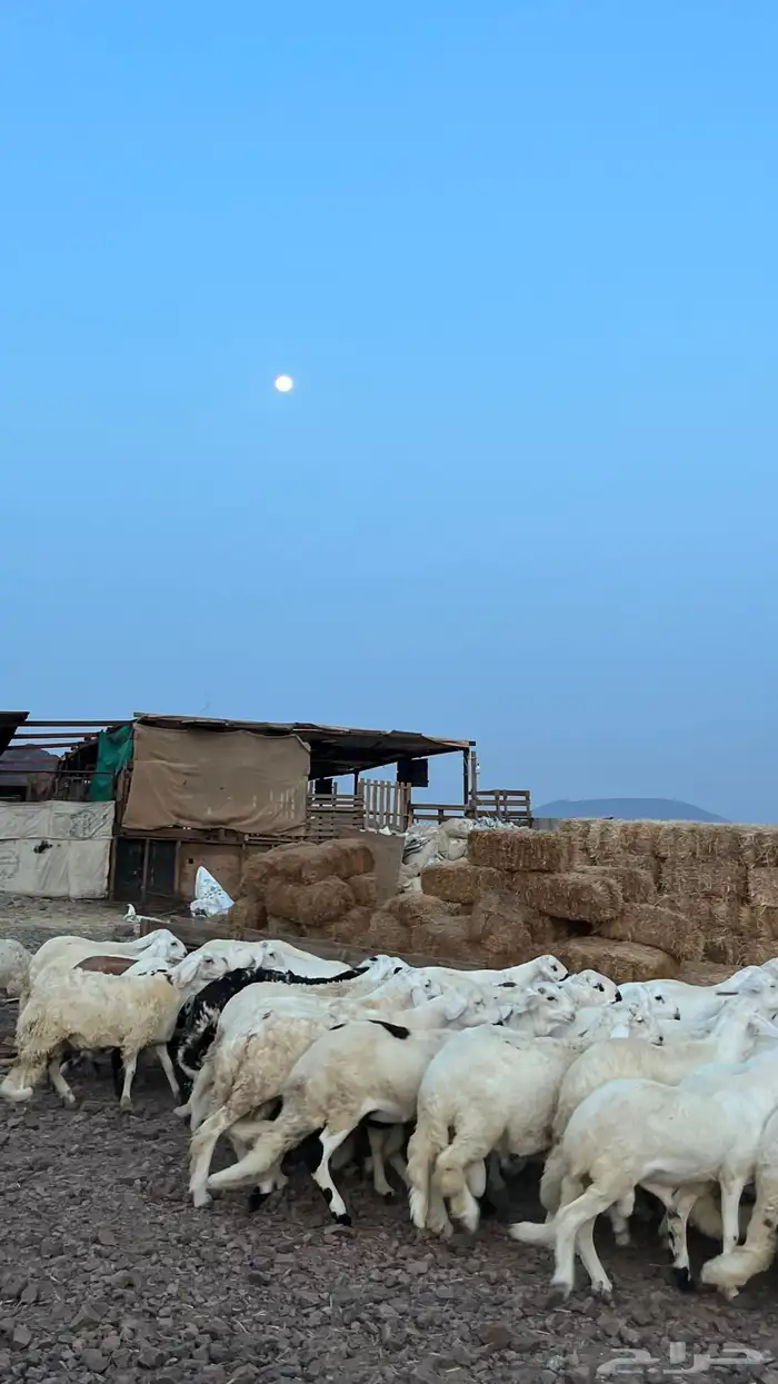 طليان سواكن شبيه الحري دمازين 1