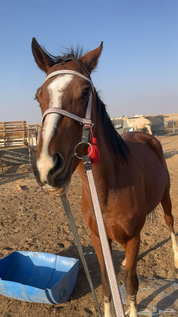 حصان إنجليزي 2