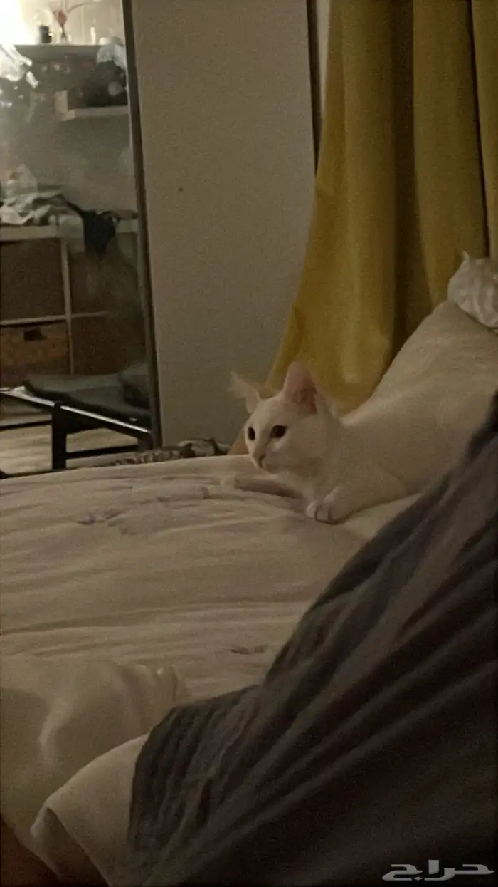 قطه للتبني 0