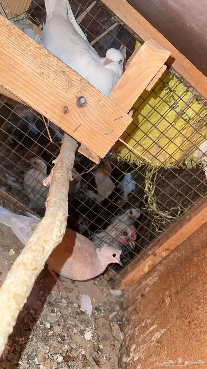 حمام بدي ياكريم للبيع 24