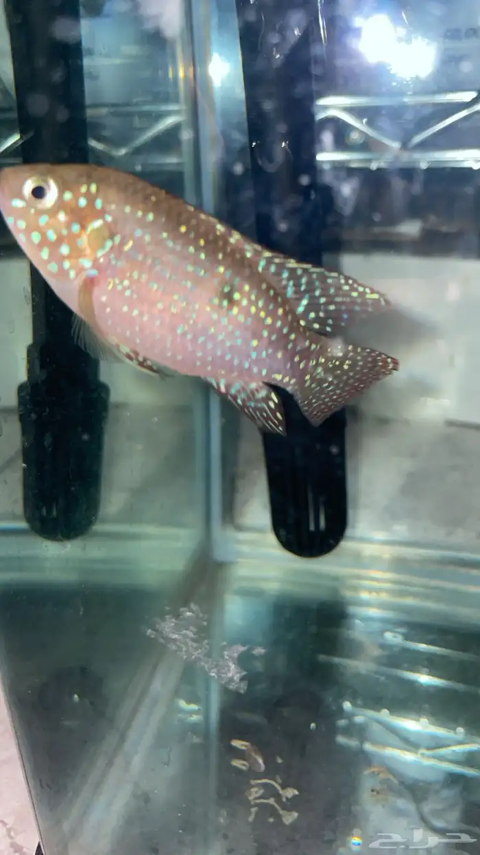 سمكه رد جويل تبني 1