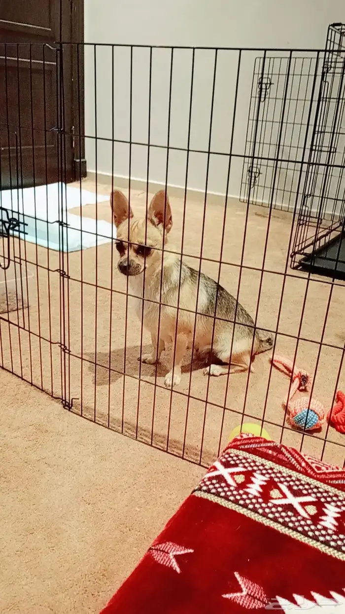 انثى شيواوا لونج هير استيراد فرنس 0