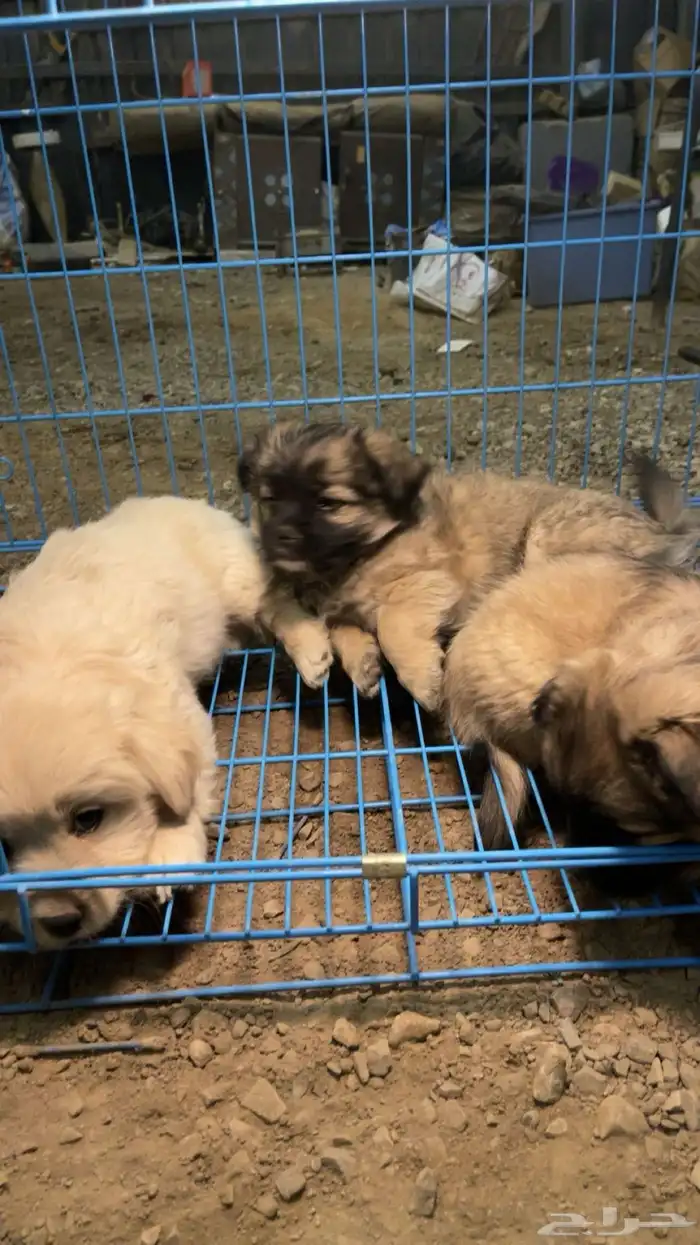 ككلاب شيواوا العمر شهرين 4