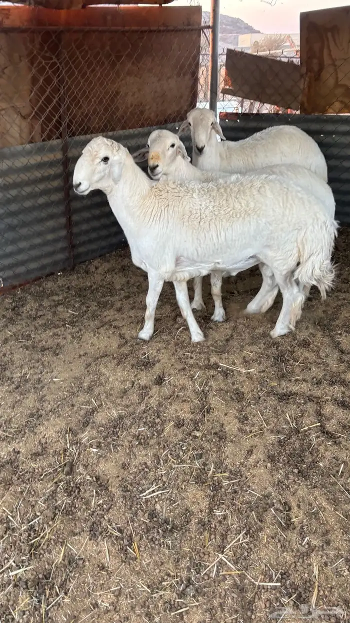 خرفان للبيع 1