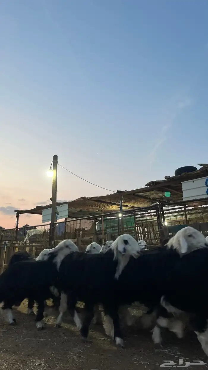 طليان نجدي جبره ناهي شي فاخر 3