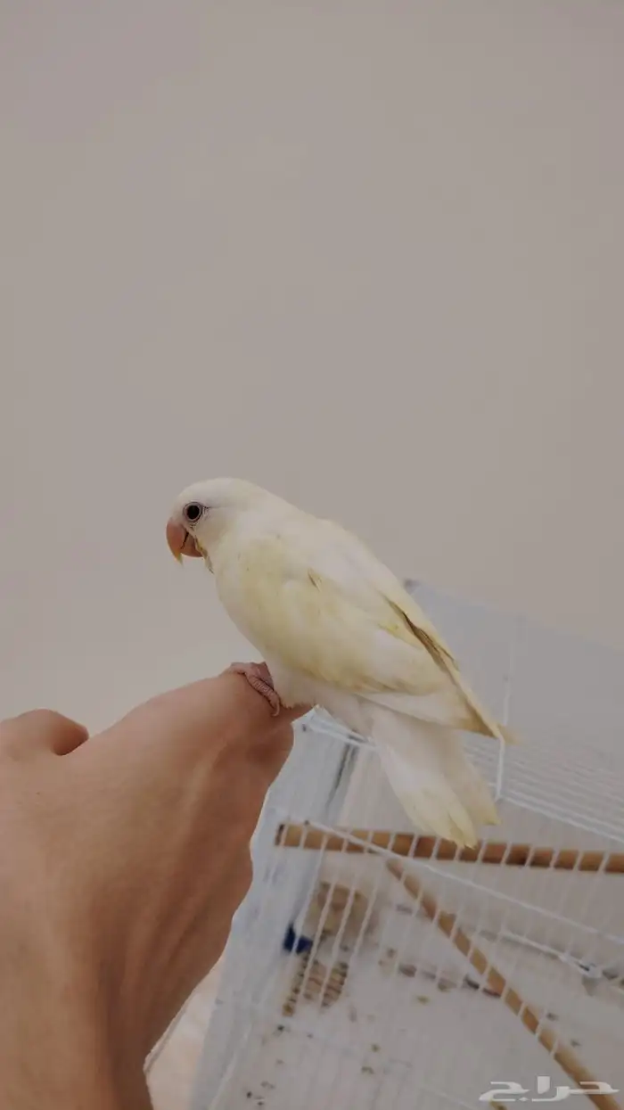 فرخ روز اليف 3