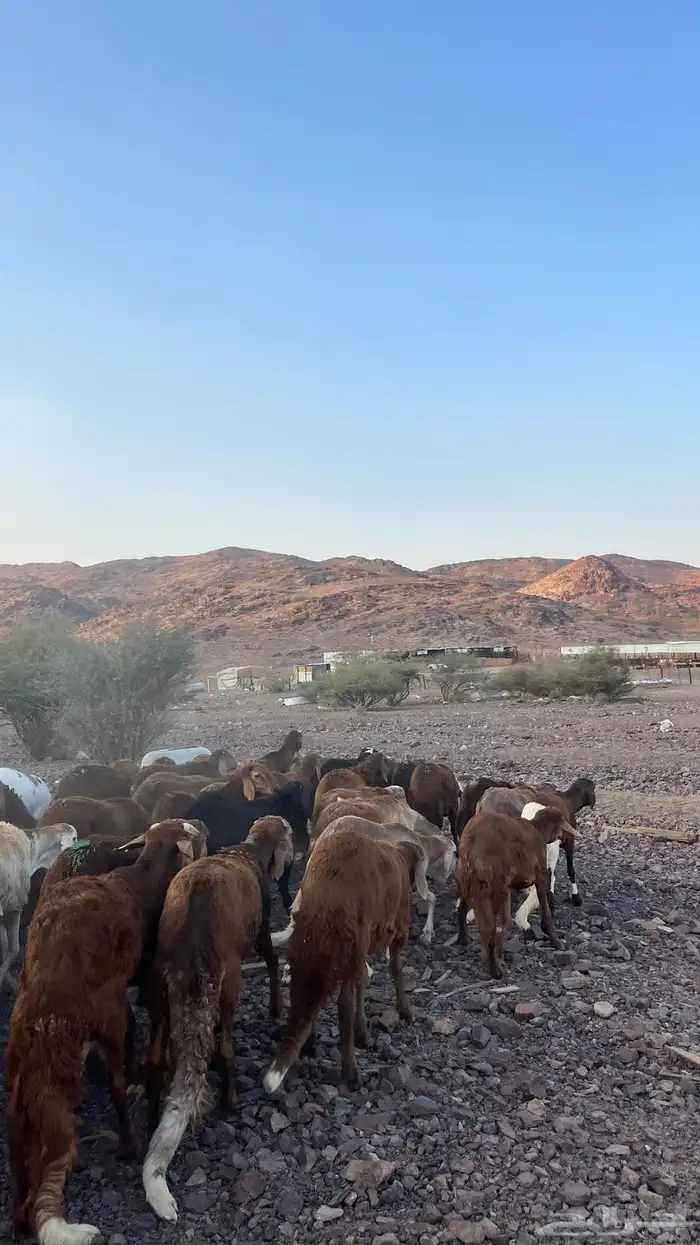 طليان سواكن حمري جادعان مرابى 20