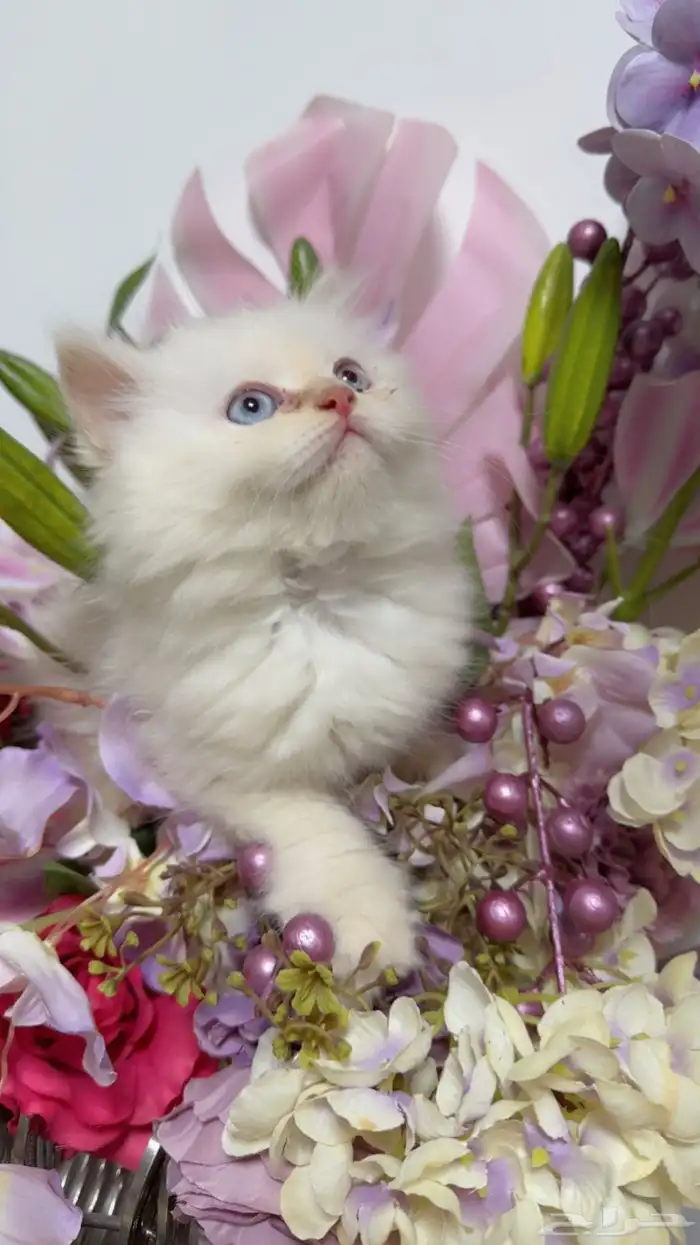 قطه بيور عمر شهرين للبيع على السوم شرط مخافه الله فيها 0