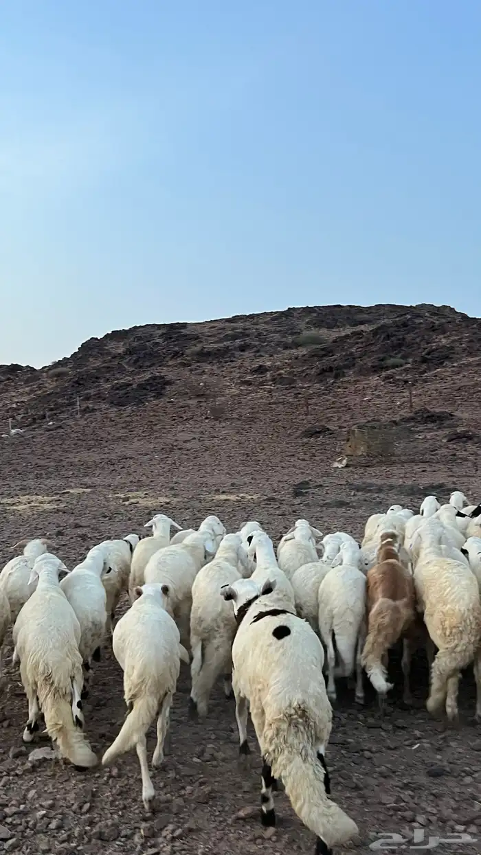 طليان سواكن شبيه الحري دمازين 14