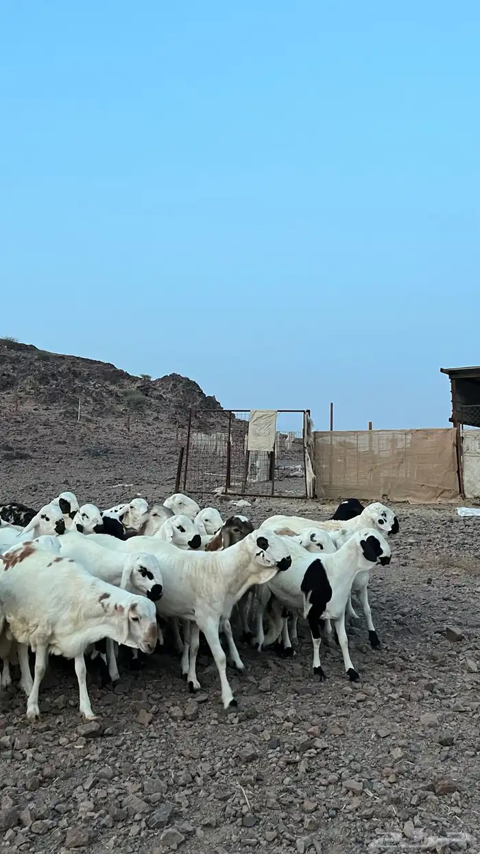 طليان سواكن شبيه الحري دمازين 11