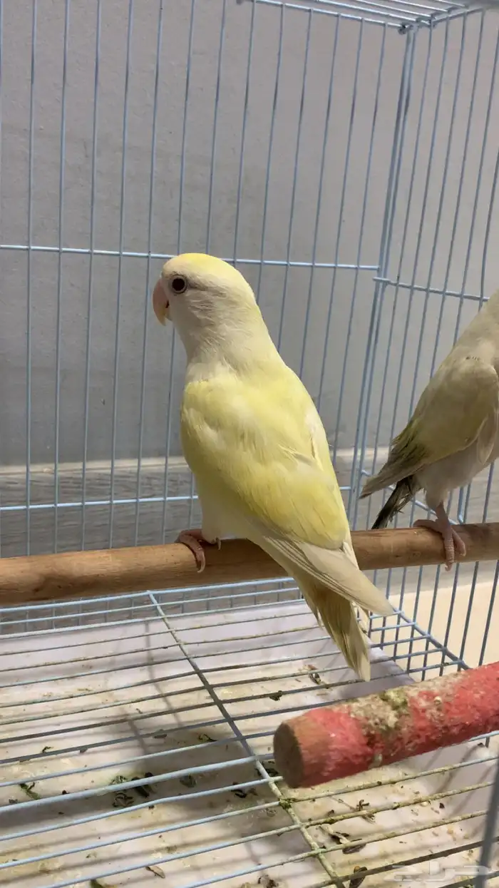 زوج روز جاهز للإنتاج (فاخر ألوان مميزة) 3