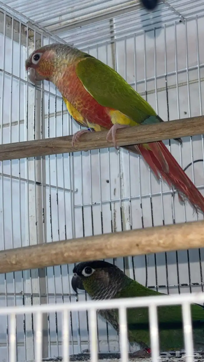 زوج كنيور أليف منتج 1