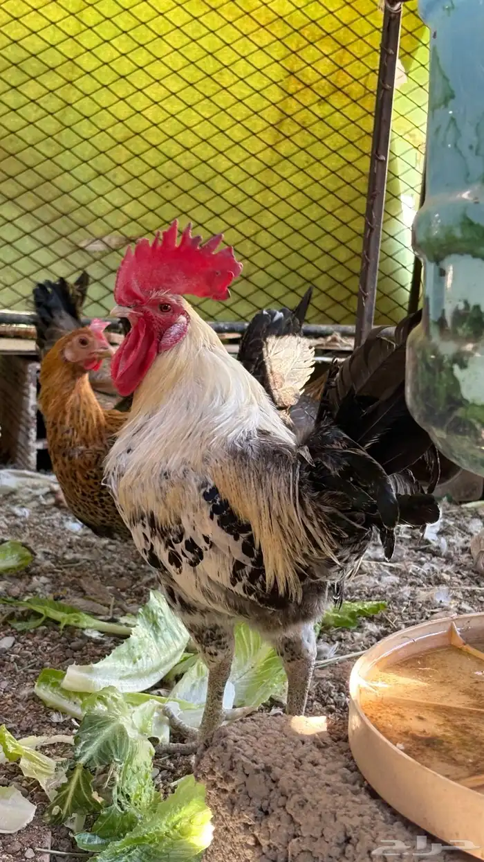 ديك فيومي العمر سنه وشويه تقريبا  الصحه شرط 0