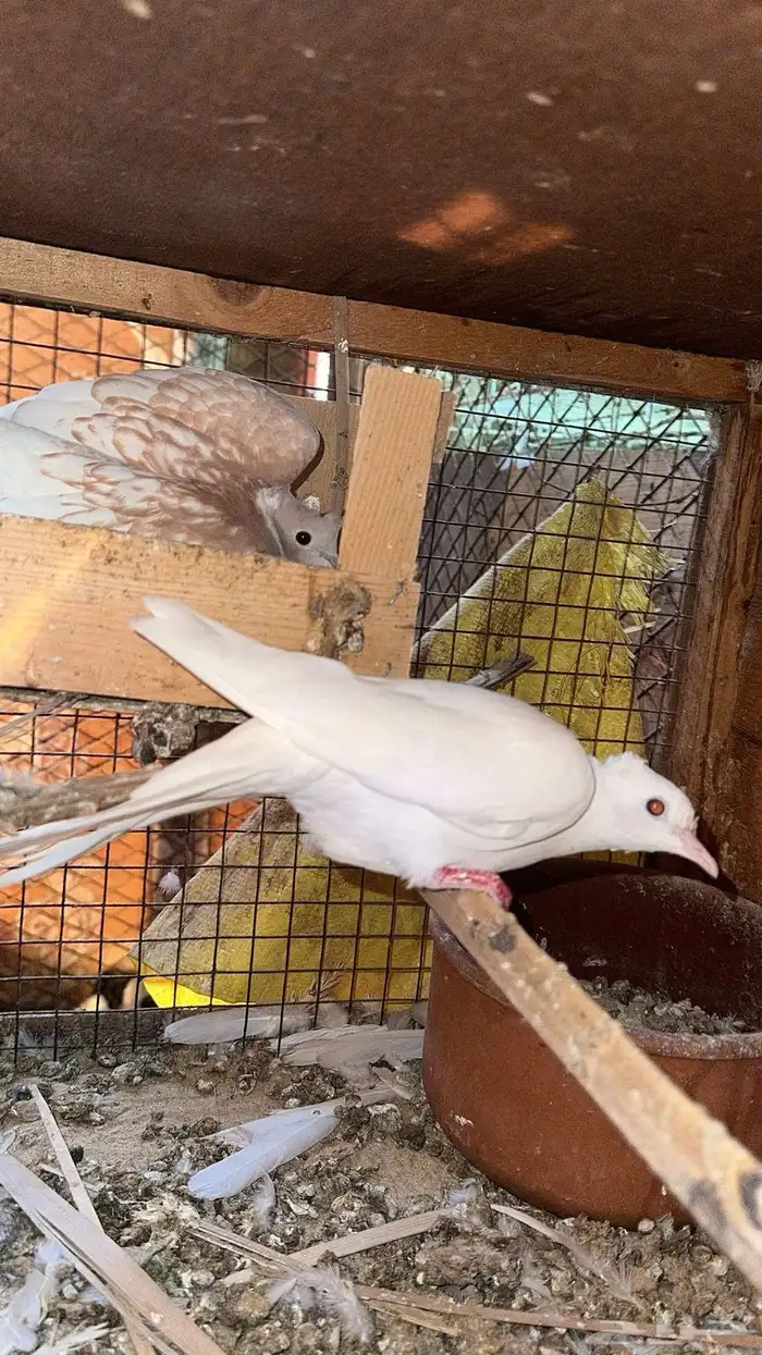 حمام بدي ياكريم للبيع 23