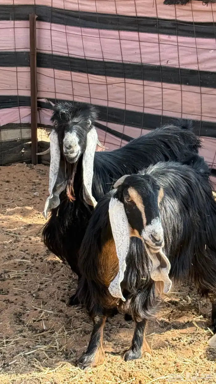 معزا عوارض طيبه 5