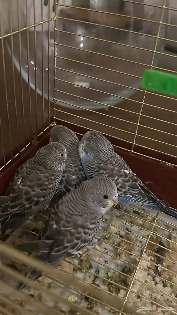 فراخ بادجي بسعر مغري 4