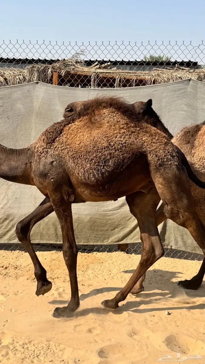 قعدان للبيع 6