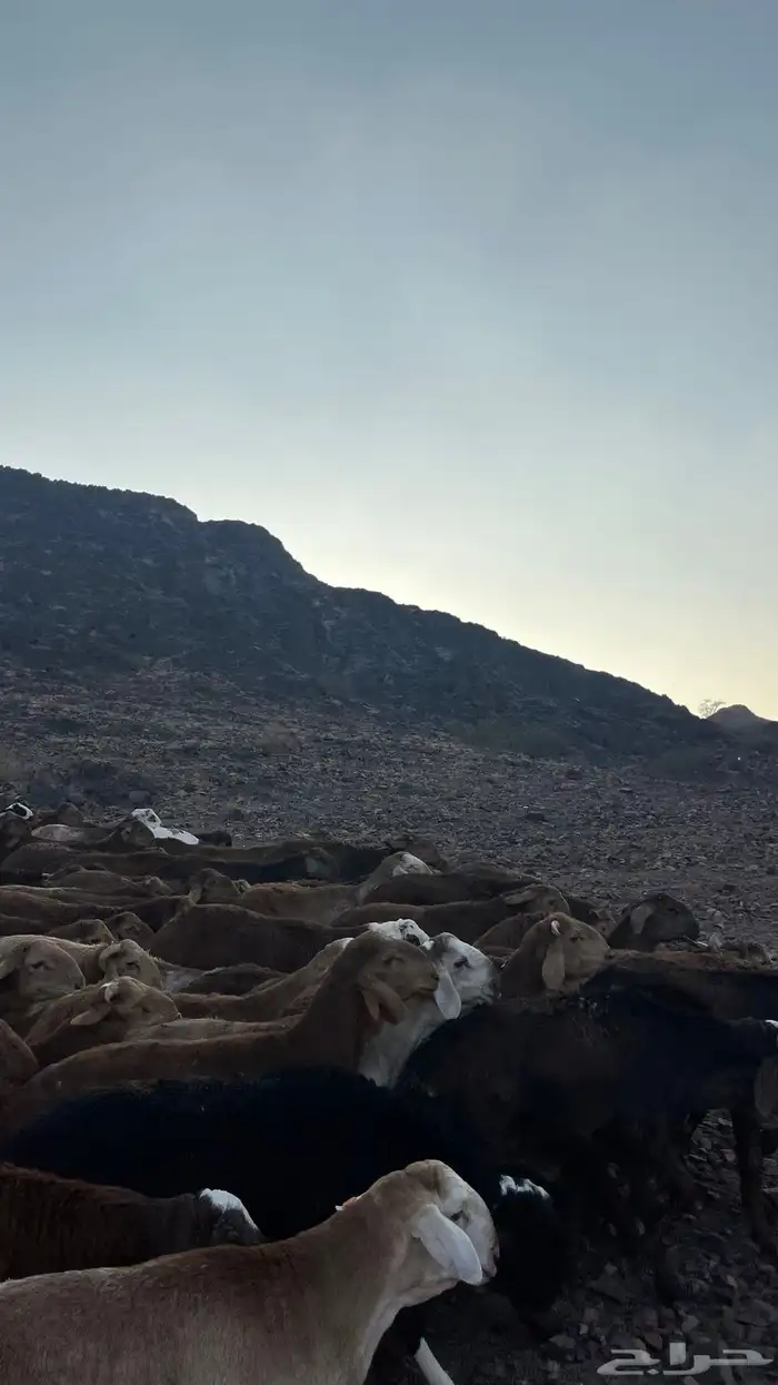 طليان سواكن حمري جادعان مرابى 33