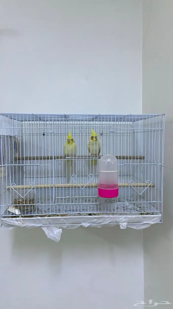 زوج كروان لاتينو أصفر شبابي للبيع ما شاء الله 0