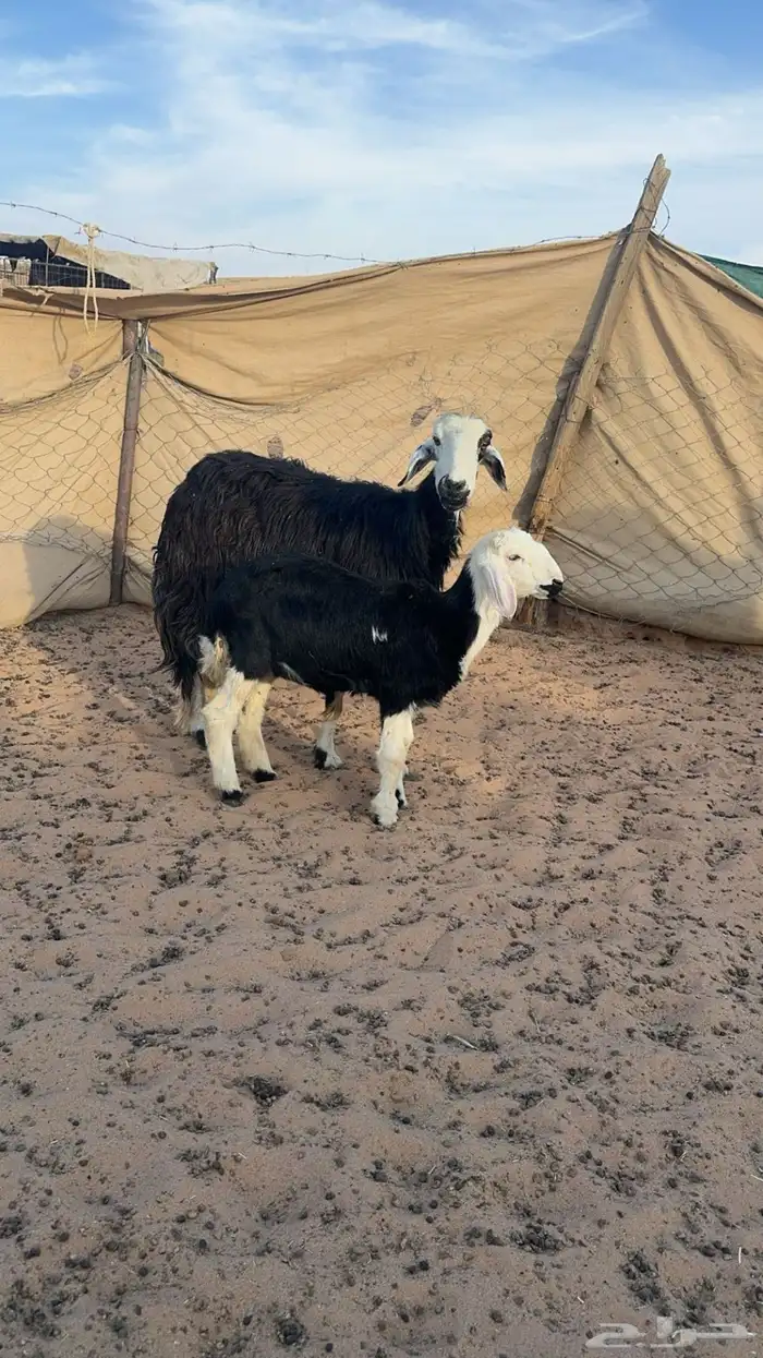 شاة نجدية يتبعها رخل ذبيحه 2