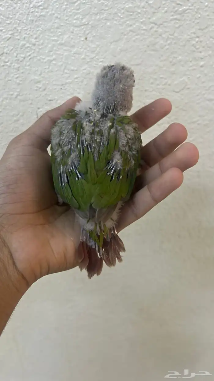 فرخ كنيور اناناس 1