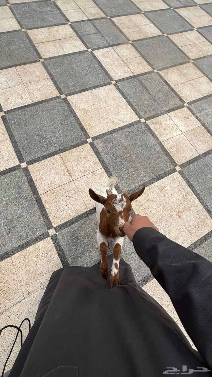 تيس قزمي أليف جدا 1