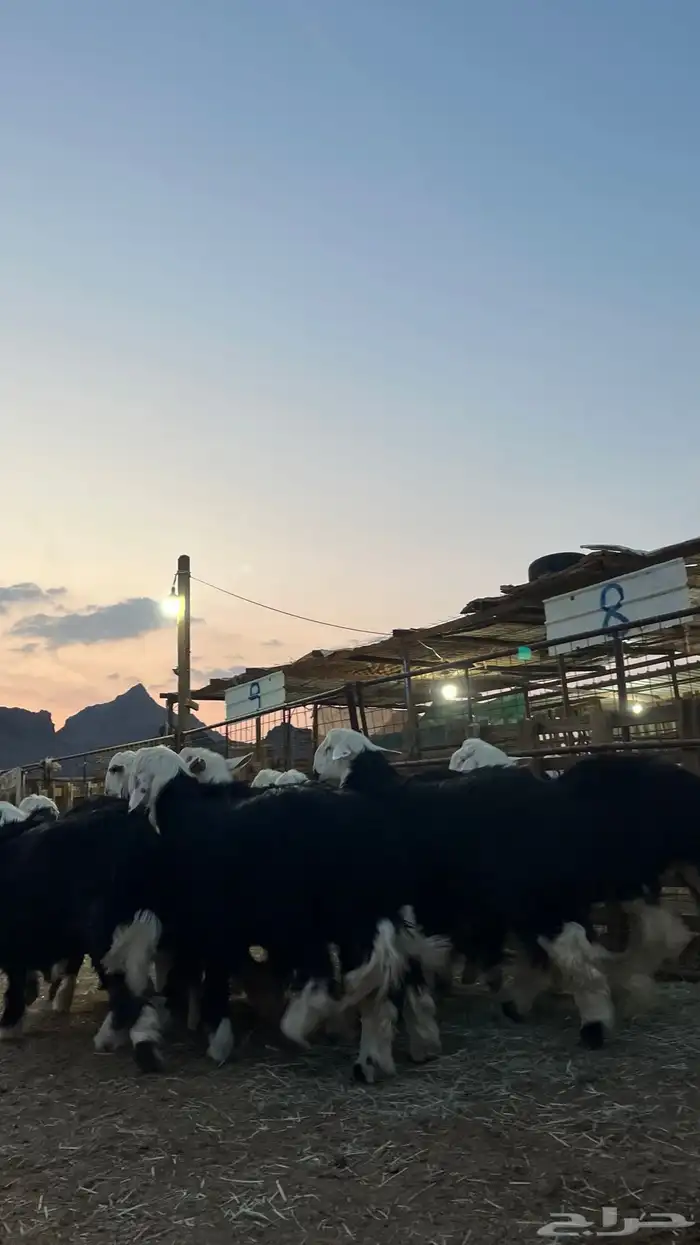 طليان نجدي جبره ناهي شي فاخر 9