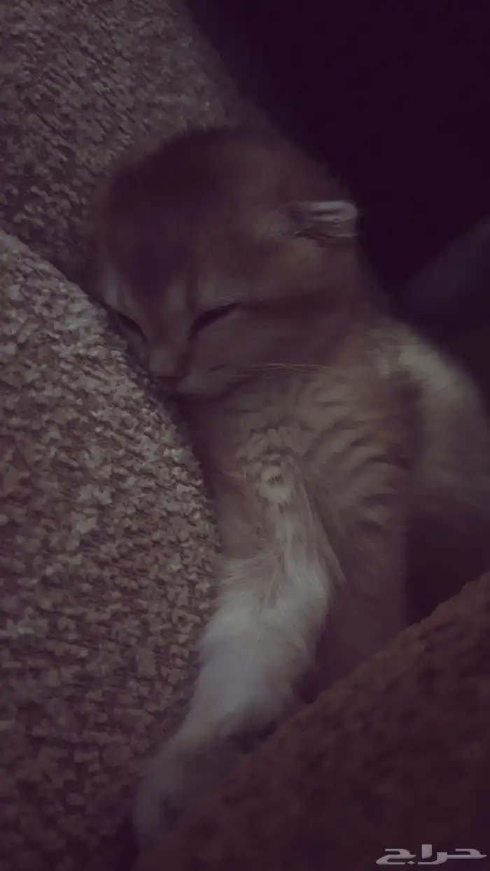 سكوتش فولد انثى عمرها شهرين مطعمه 4