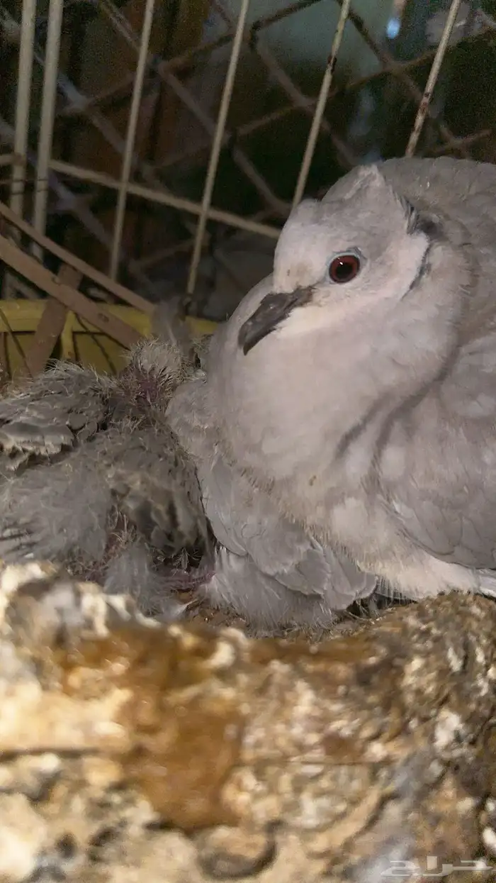 حمام بدي ياكريم للبيع 26