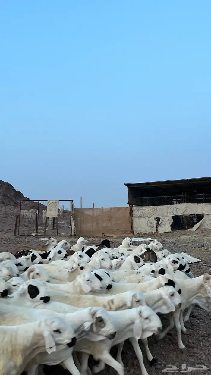 طليان سواكن شبيه الحري دمازين 9