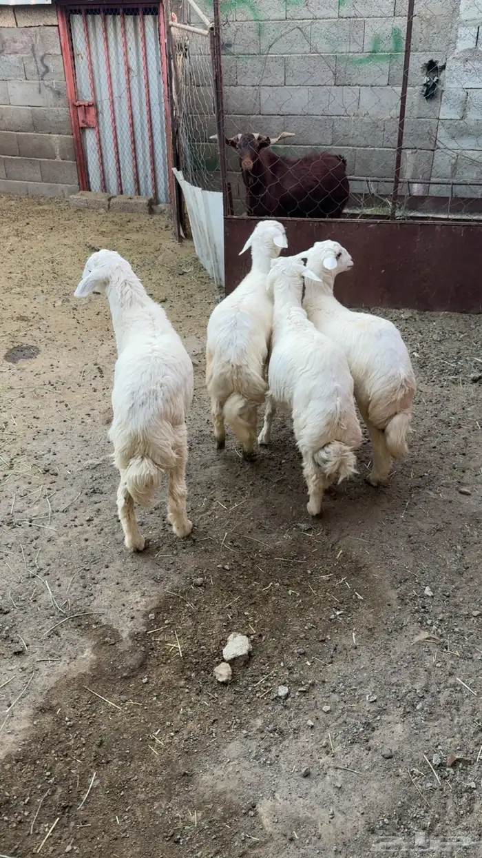 للبيع ثلاثة خرفان ورخل 1